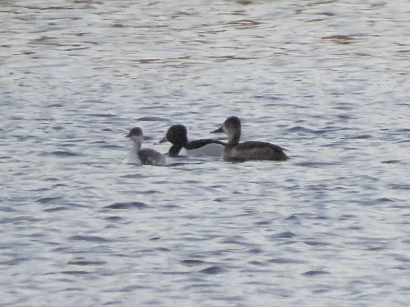 Horned Grebe - ML128917551