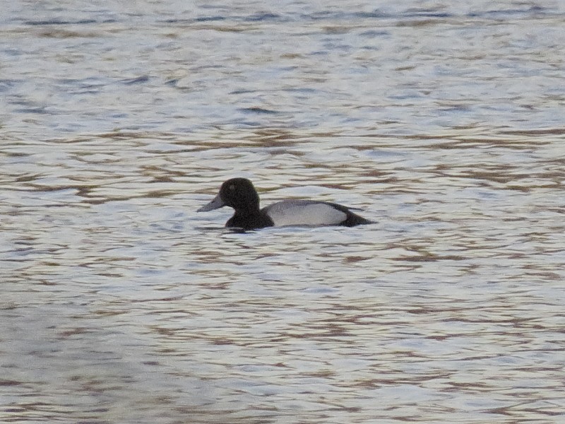 Greater Scaup - ML128917611