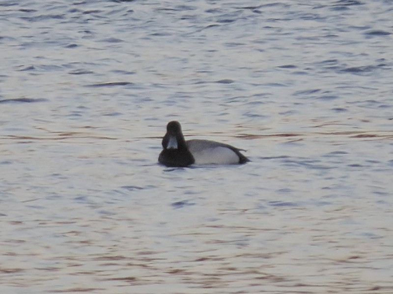 Greater Scaup - ML128917651