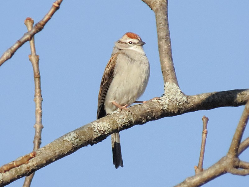 Chipping Sparrow - ML128917671