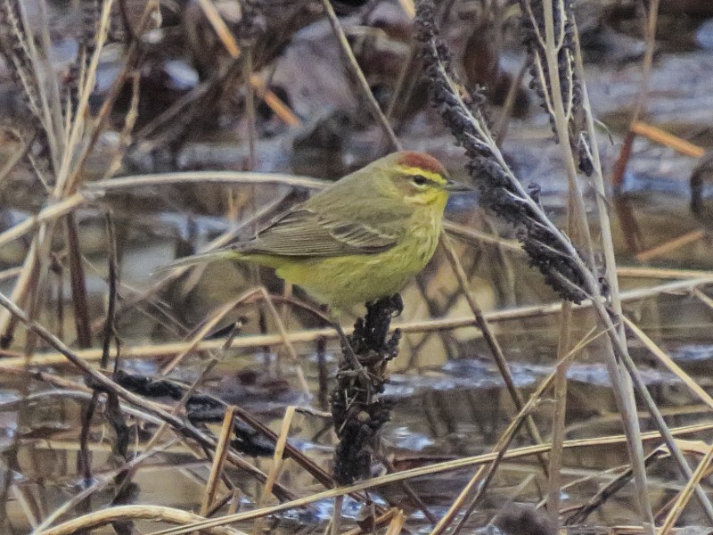 Palm Warbler - ML128917991