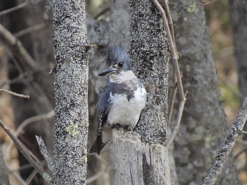 Belted Kingfisher - ML128918121
