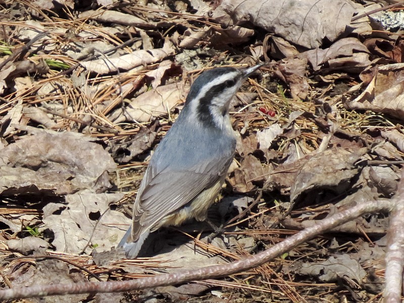 Red-breasted Nuthatch - ML128918211