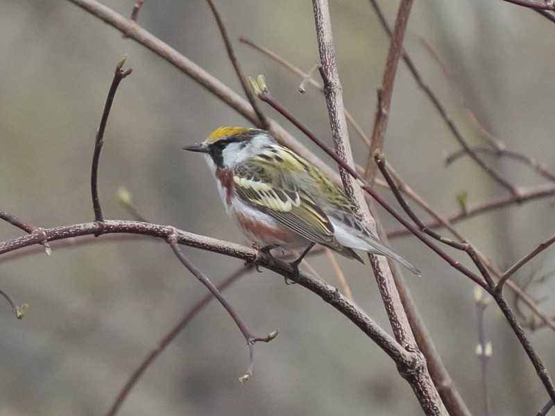 Chestnut-sided Warbler - ML128918621