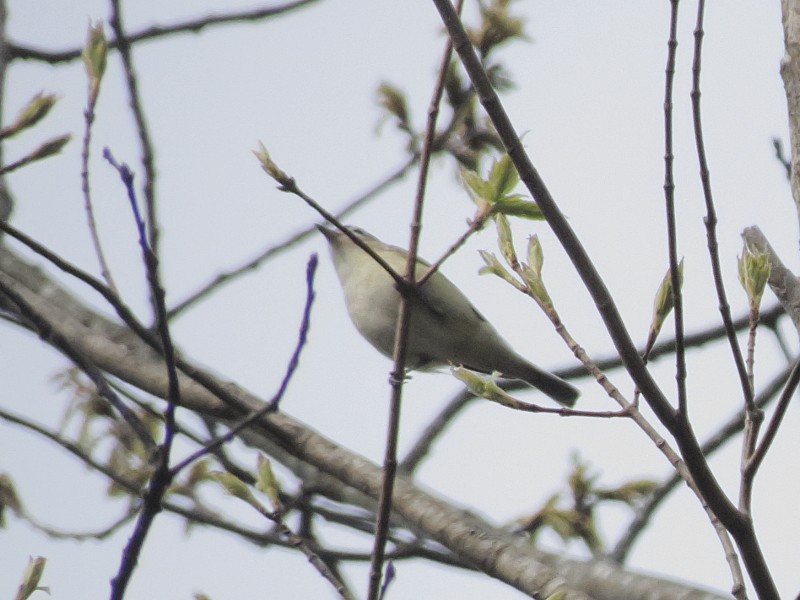 Warbling Vireo - ML128918671