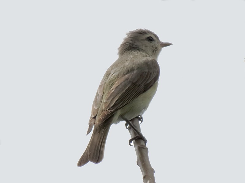 Warbling Vireo - ML128919391