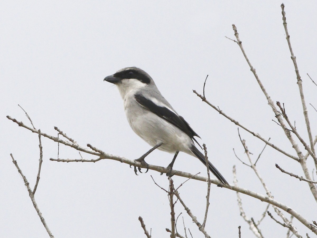 Loggerhead Shrike - Gary Jarvis