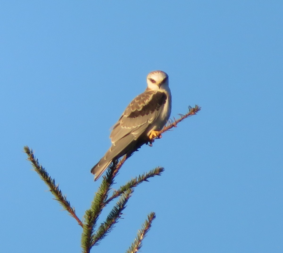 White-tailed Kite - mark zdeblick