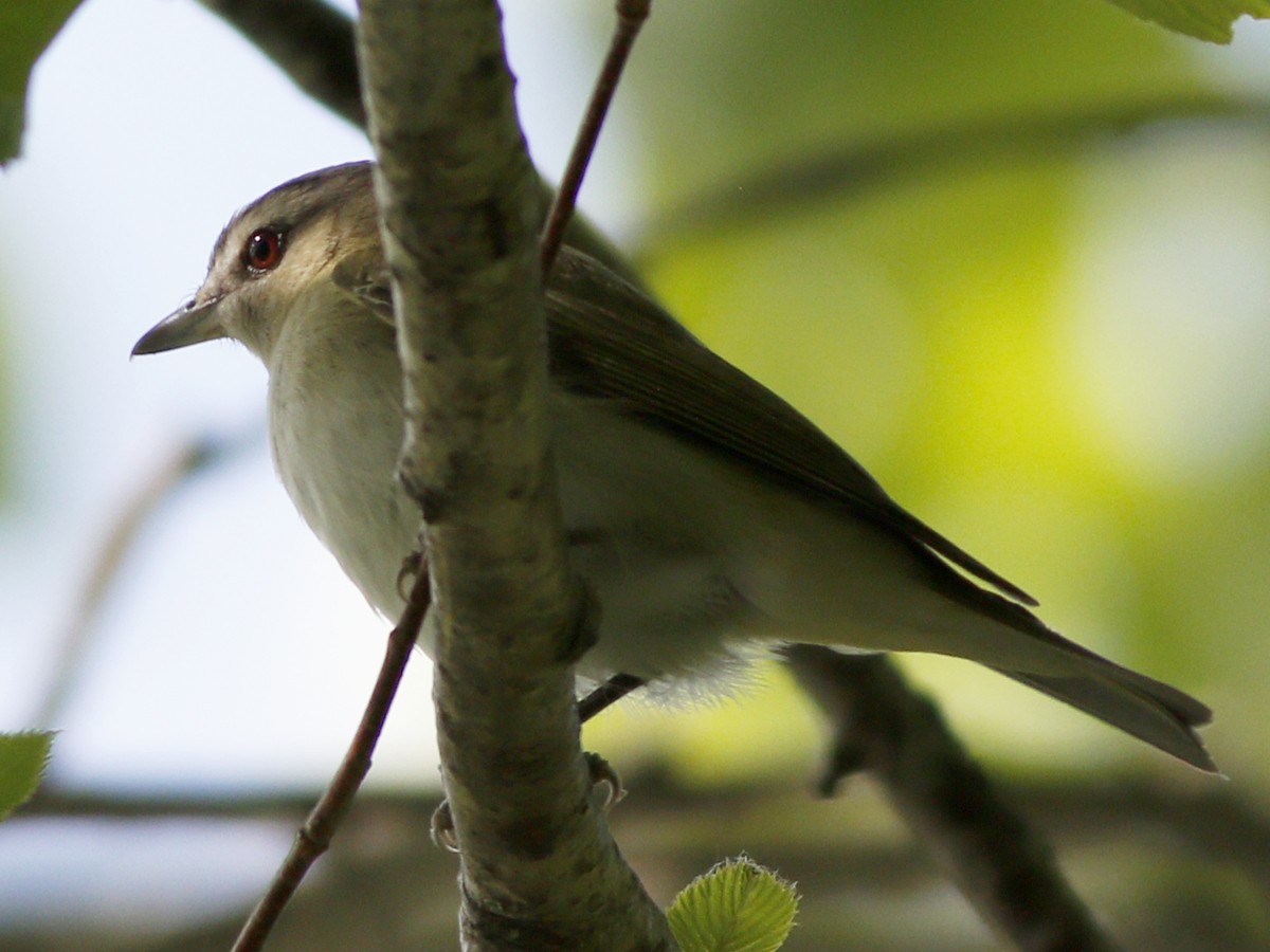 Red-eyed Vireo - Gary Jarvis
