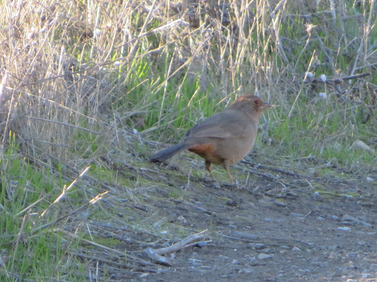 California Towhee - mark zdeblick