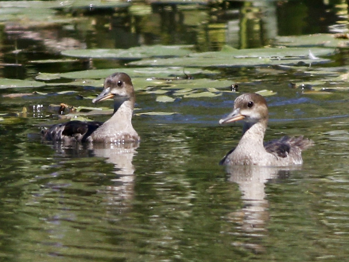 Hooded Merganser - ML128923421