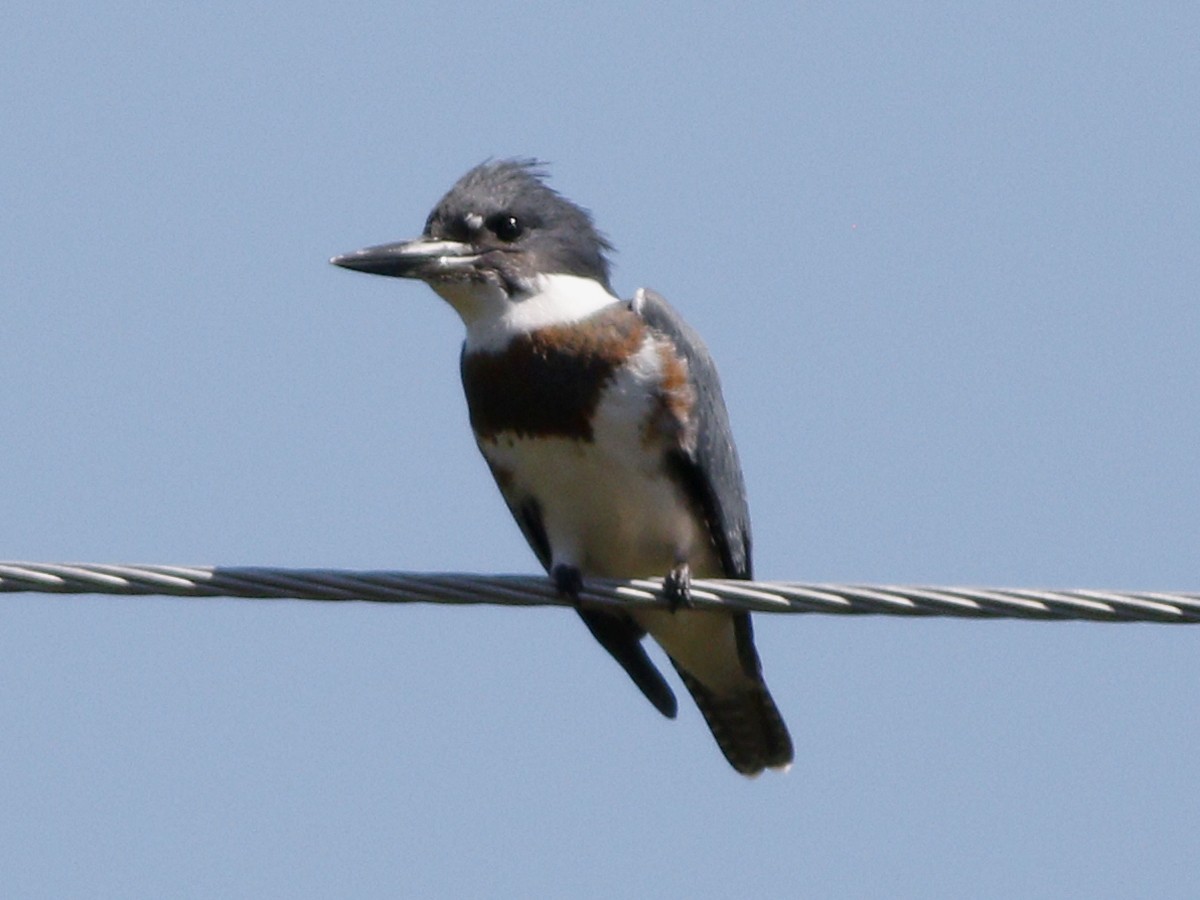 Belted Kingfisher - ML128923431