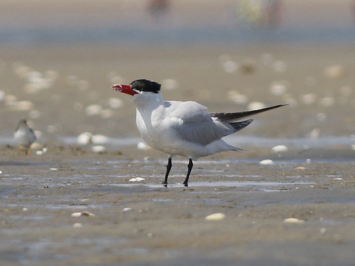 Caspian Tern - Gary Jarvis