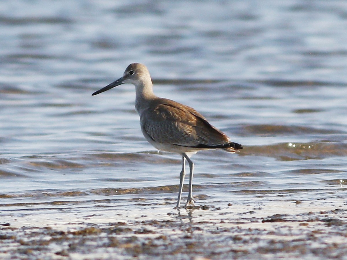 Willet - ML128924371