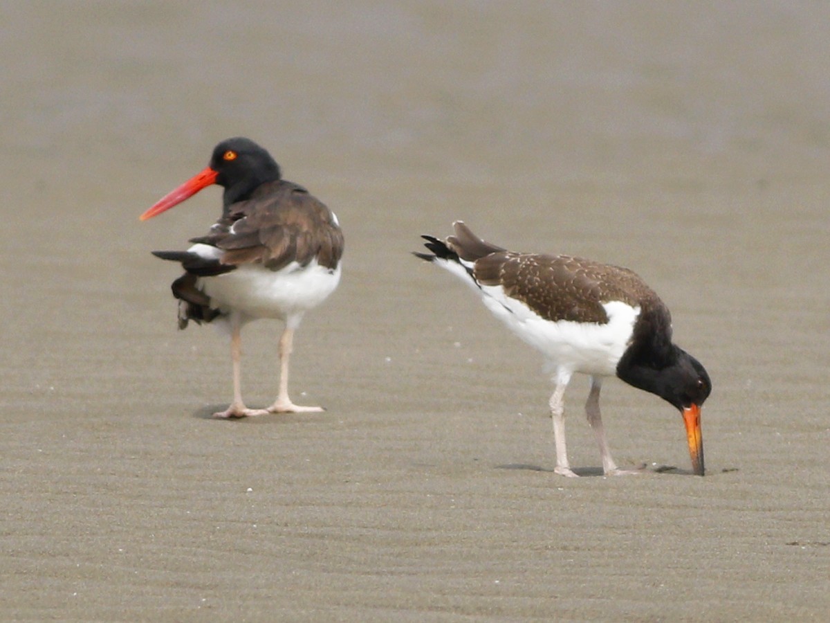 American Oystercatcher - ML128924551