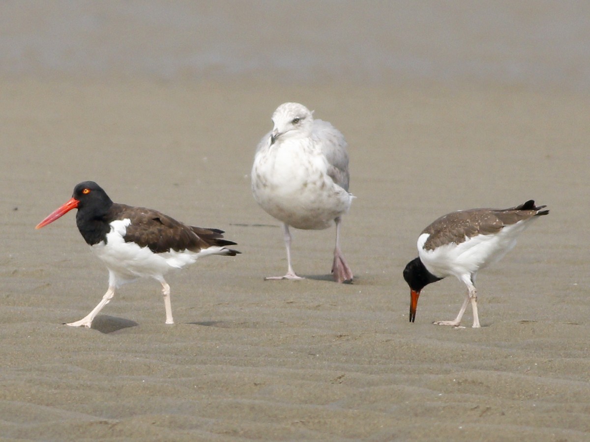 American Oystercatcher - ML128924581