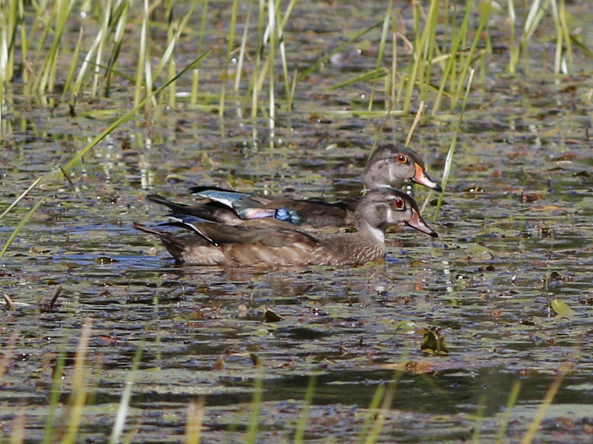 Wood Duck - ML128924821