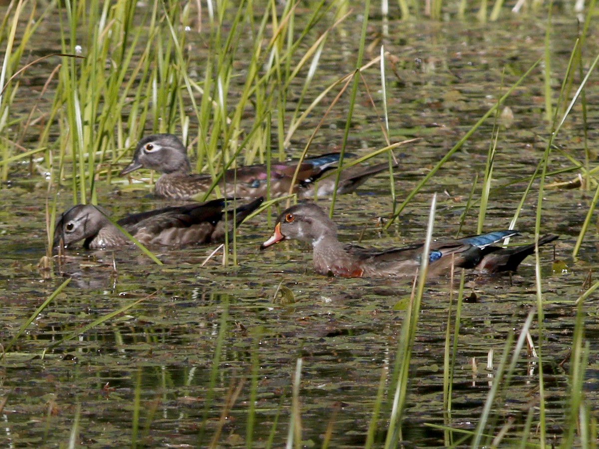 Wood Duck - ML128924831