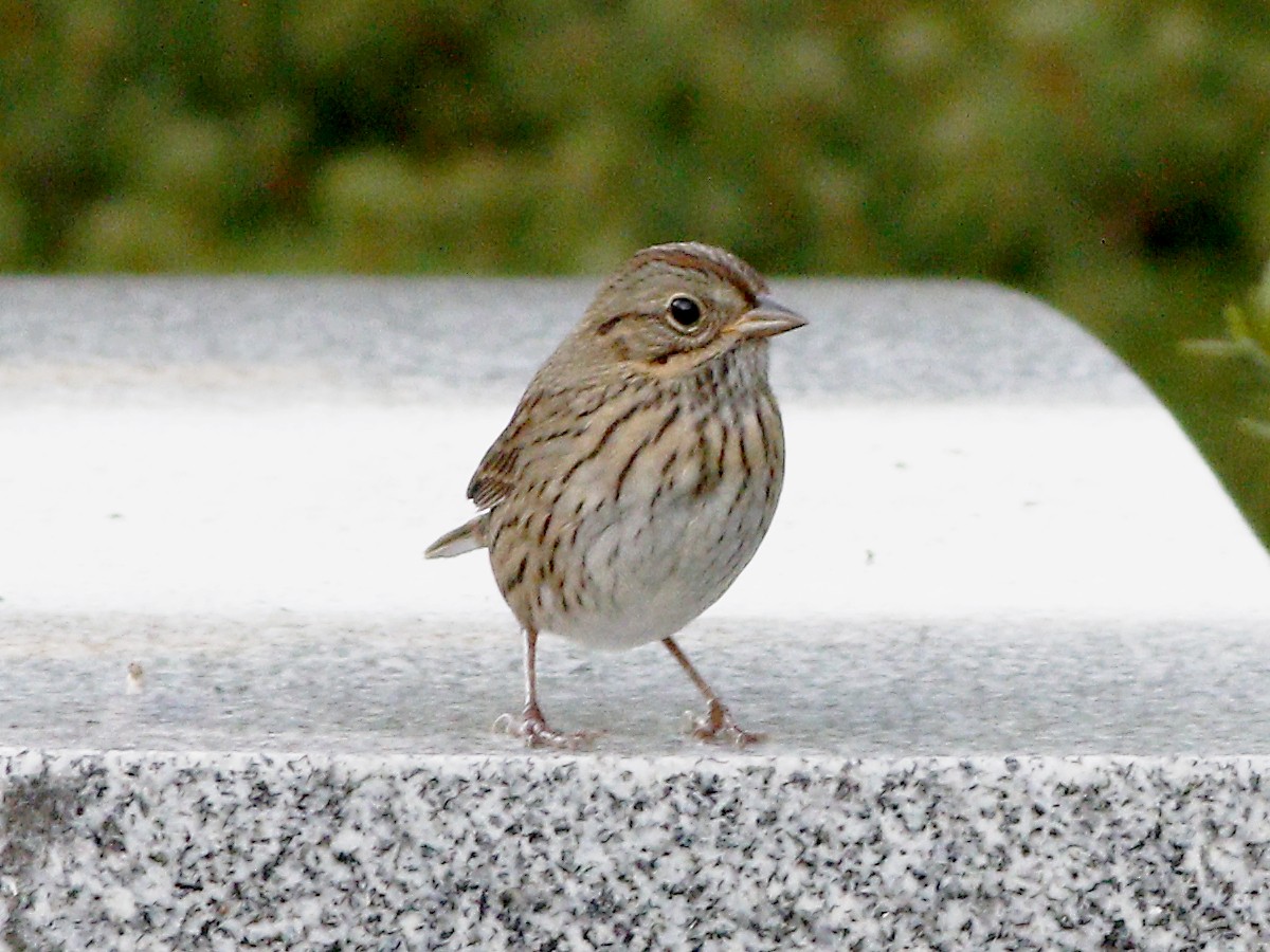 Lincoln's Sparrow - Gary Jarvis