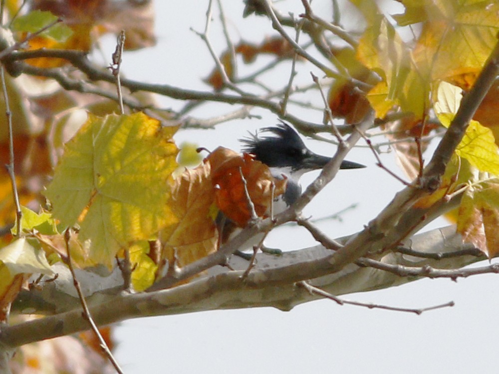 Belted Kingfisher - ML128926541