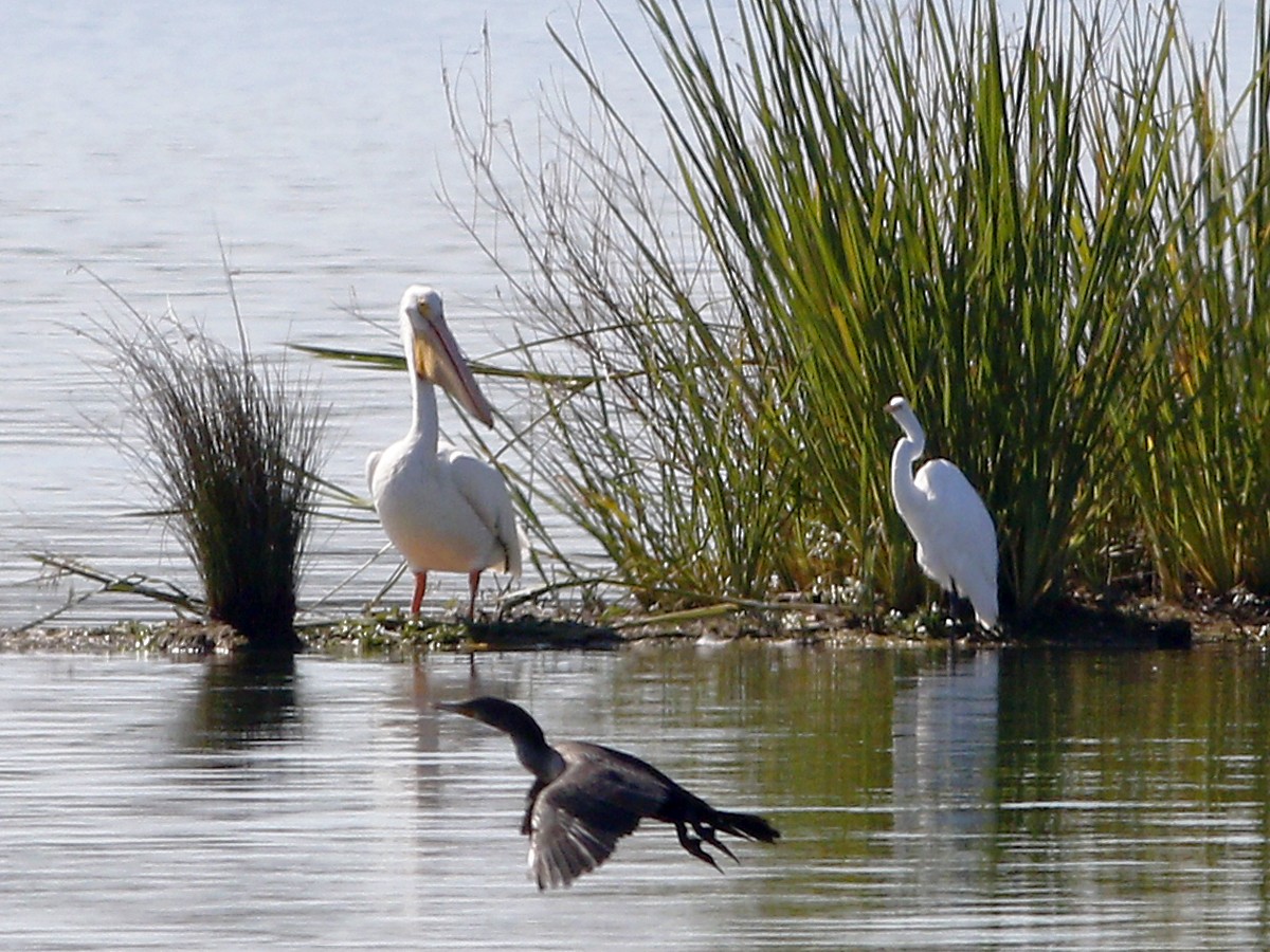 Nashornpelikan - ML128927631