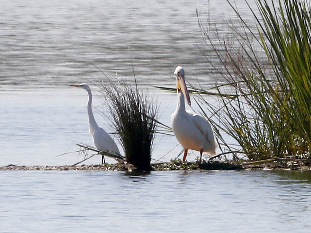 Nashornpelikan - ML128927651