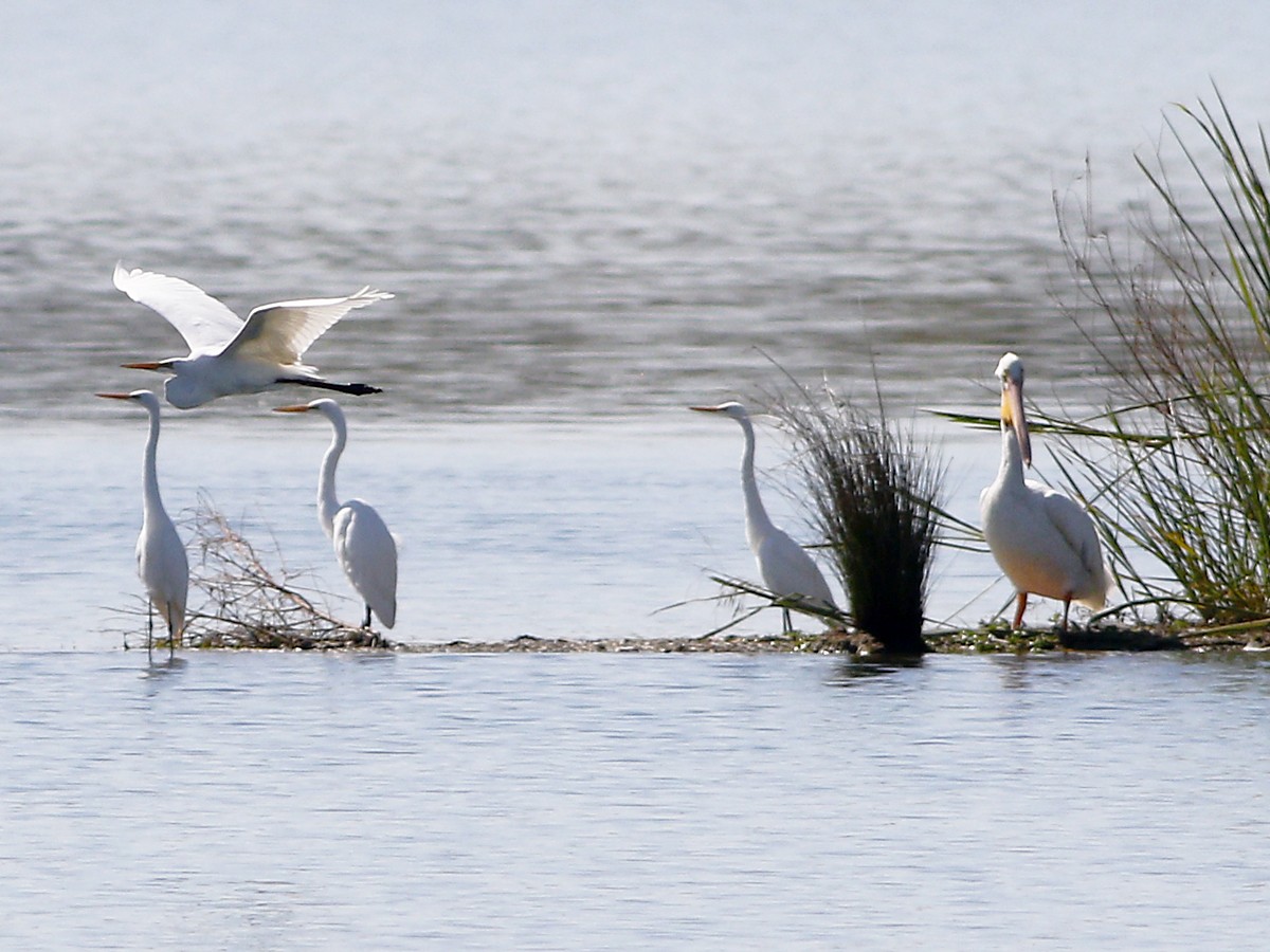 Nashornpelikan - ML128927671