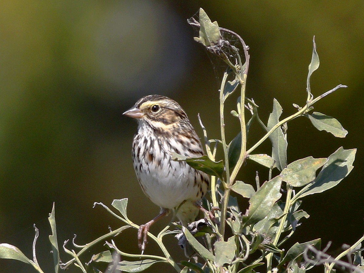 Savannah Sparrow - Gary Jarvis