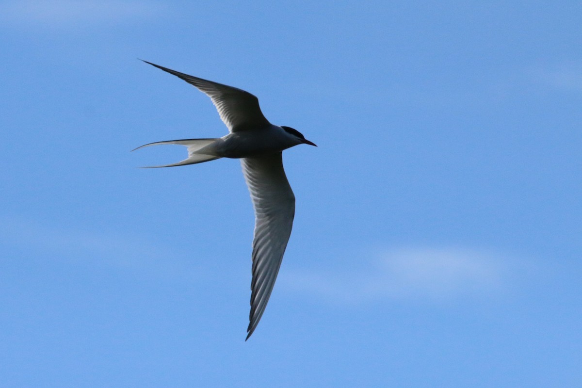 Common Tern - Leith Woodall