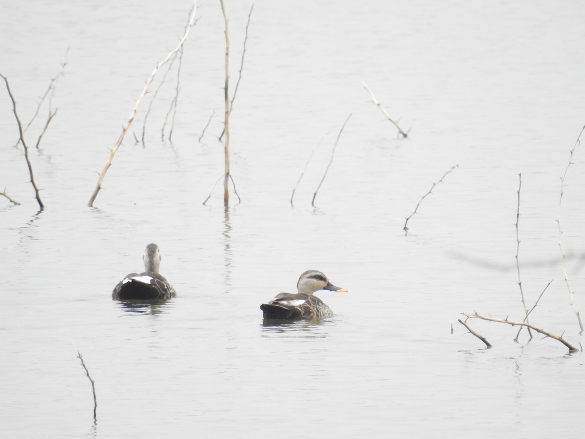 Indian Spot-billed Duck - ML128928061