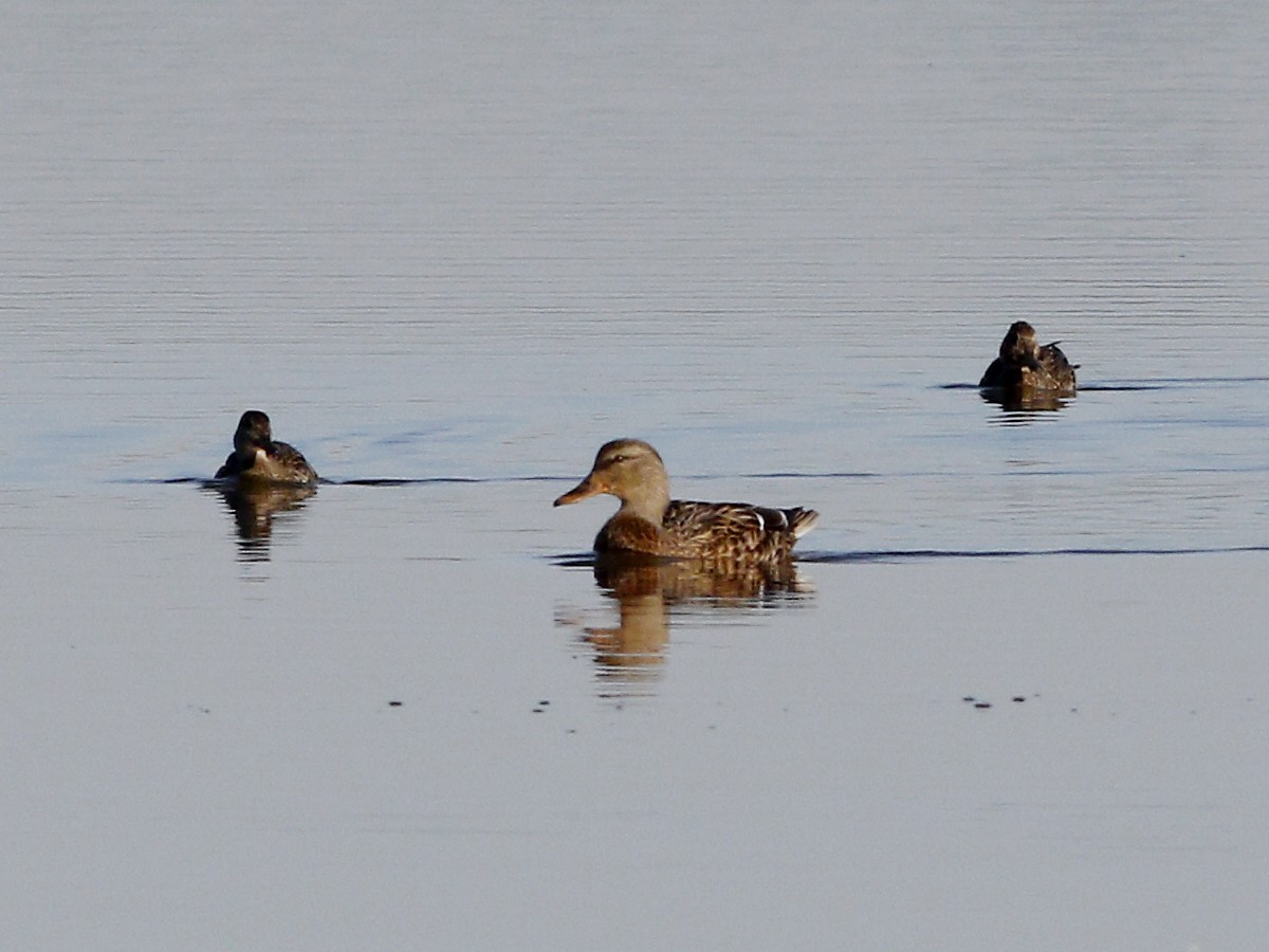 Green-winged Teal - ML128928121