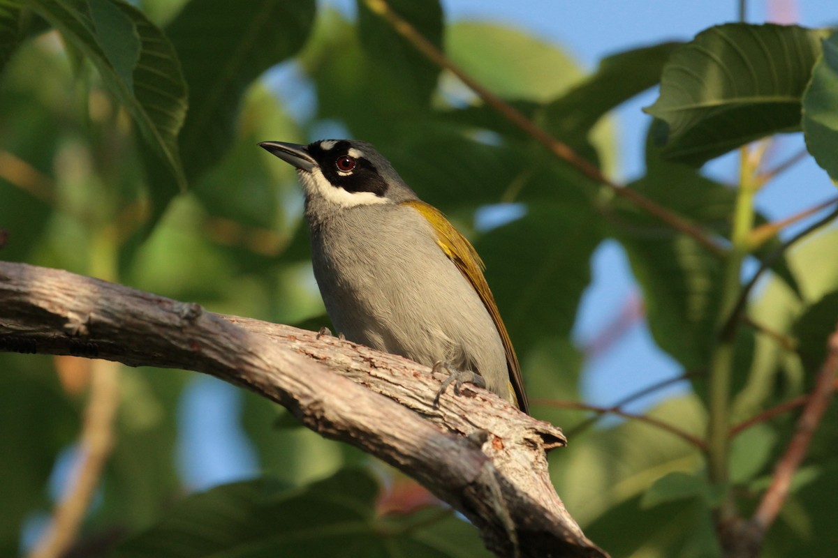 Gray-crowned Palm-Tanager - Charles Davies