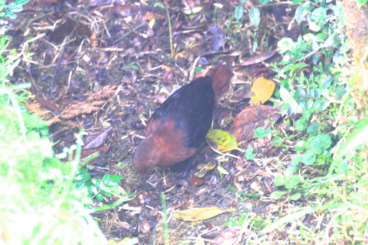 Forbes's Forest Rail - ML128929231