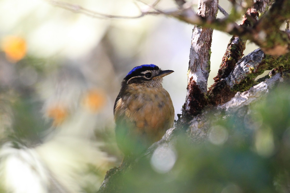 Blue-capped Ifrita - ML128929311