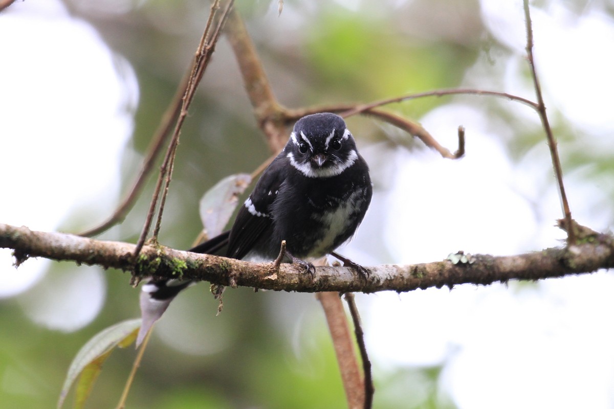 Friendly Fantail - Charles Davies