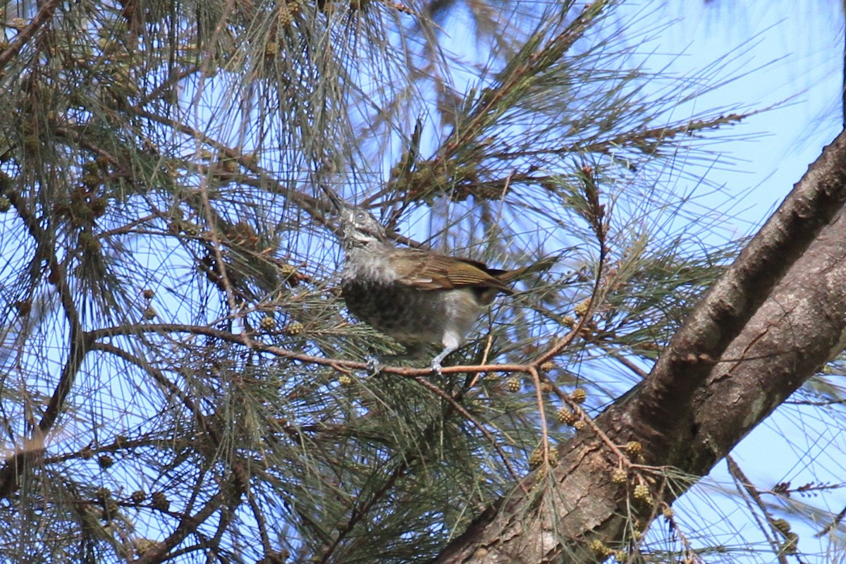 Marbled Honeyeater - ML128929521