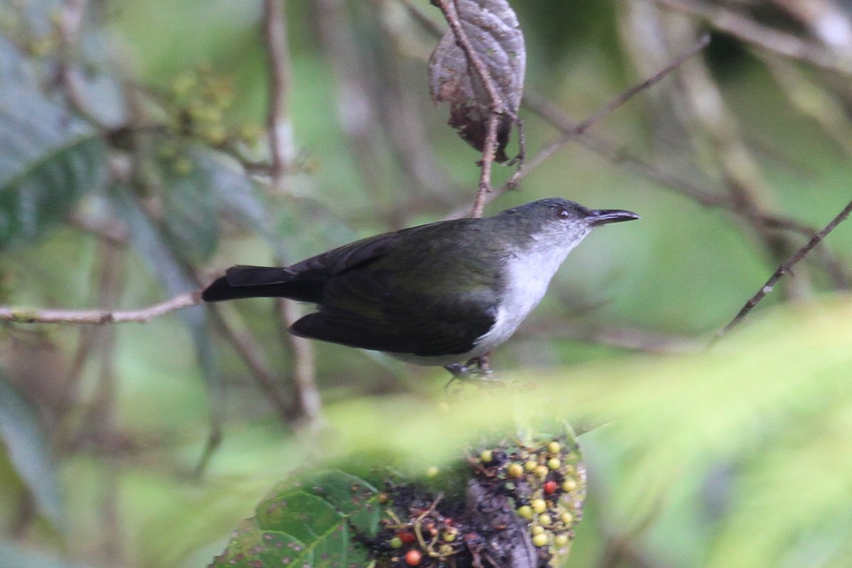 Spotted Berrypecker - ML128929551