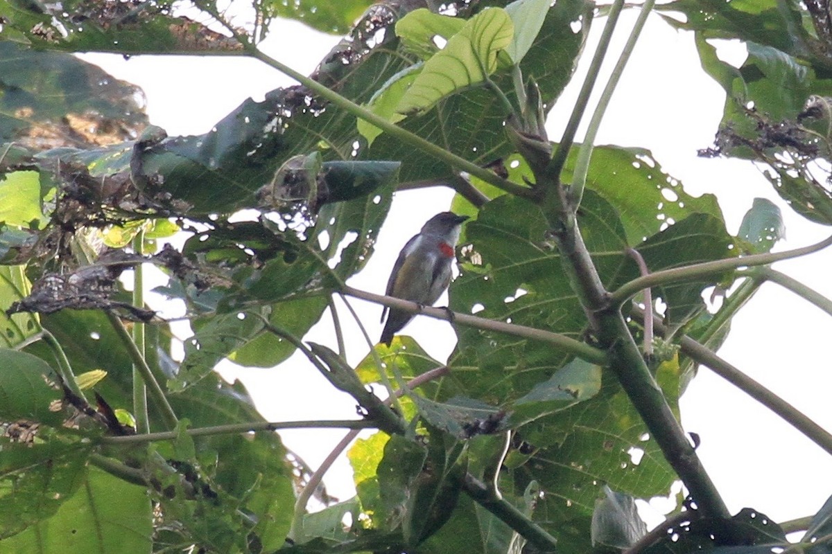 Red-banded Flowerpecker - ML128929911