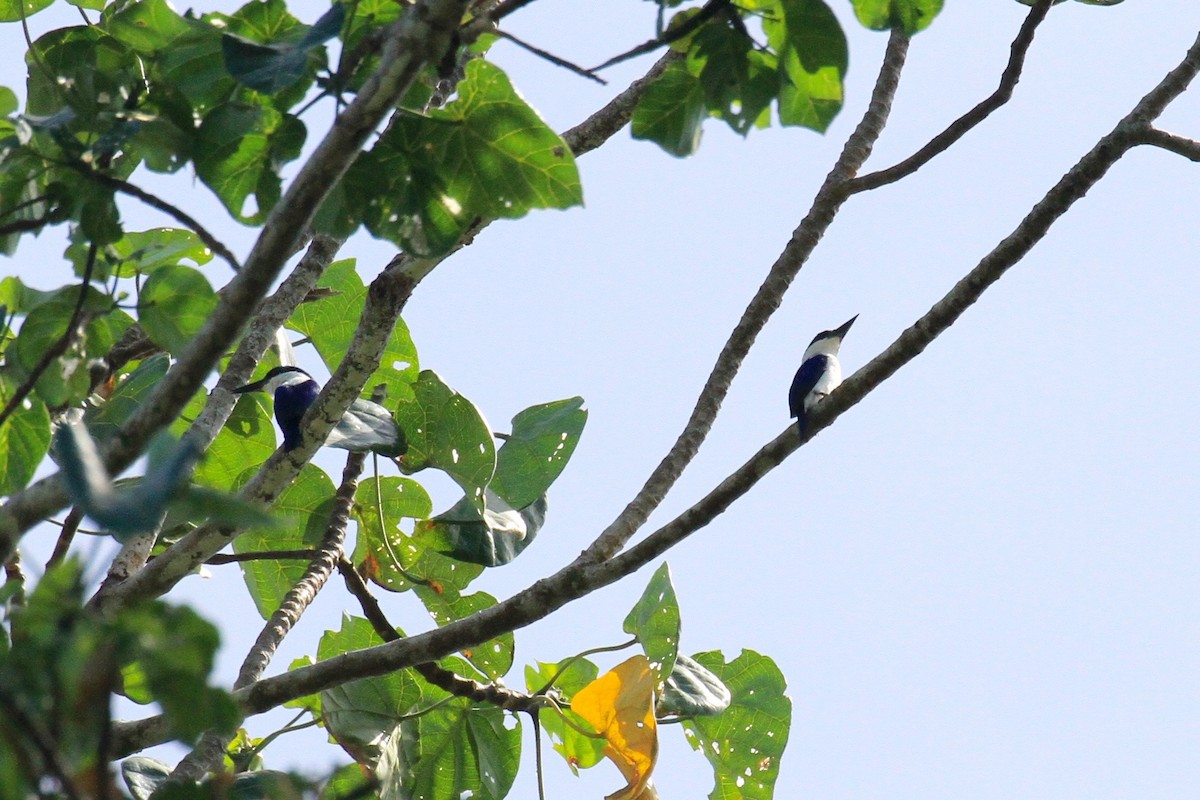 New Britain Kingfisher - ML128930081