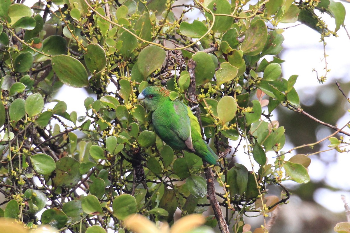 Папужець-бронзоголов зеленоволий - ML128930331