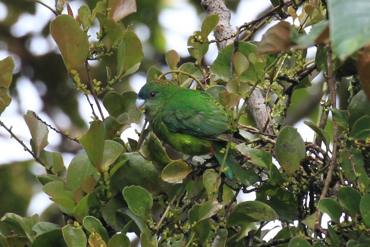 Madarasz's Tiger-Parrot - ML128930341