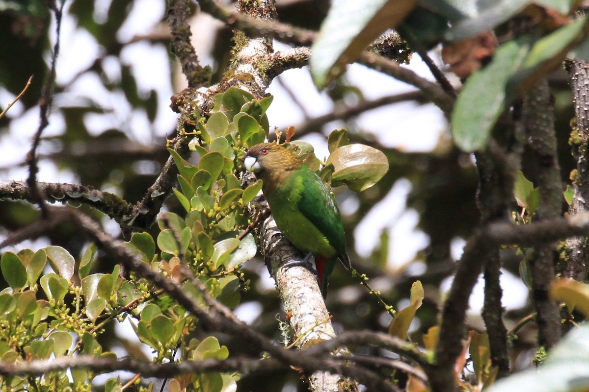 Папужець-бронзоголов зеленоволий - ML128930351
