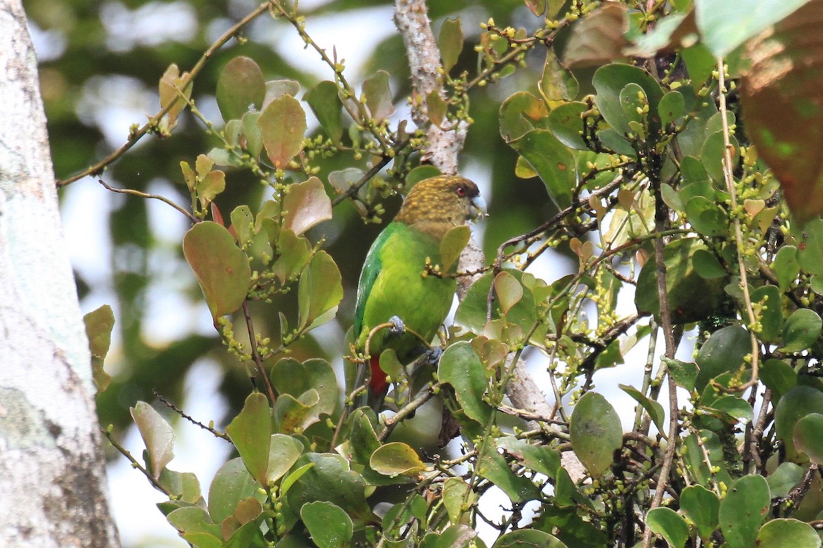 Madarasz's Tiger-Parrot - ML128930361