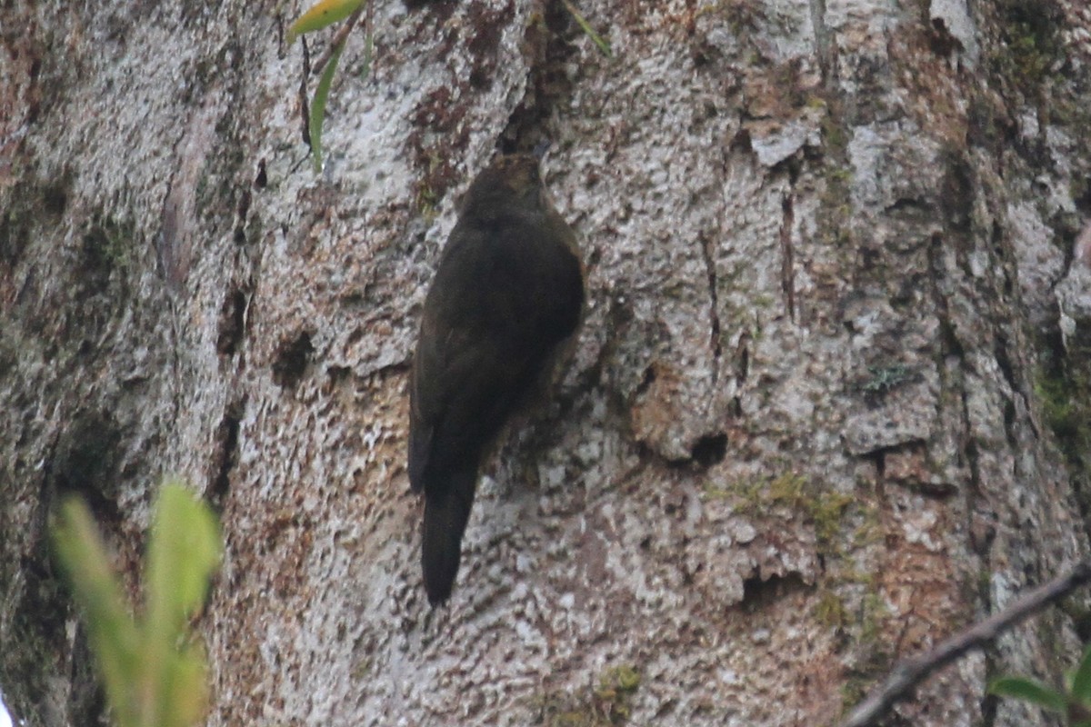 Papuan Treecreeper - ML128930421