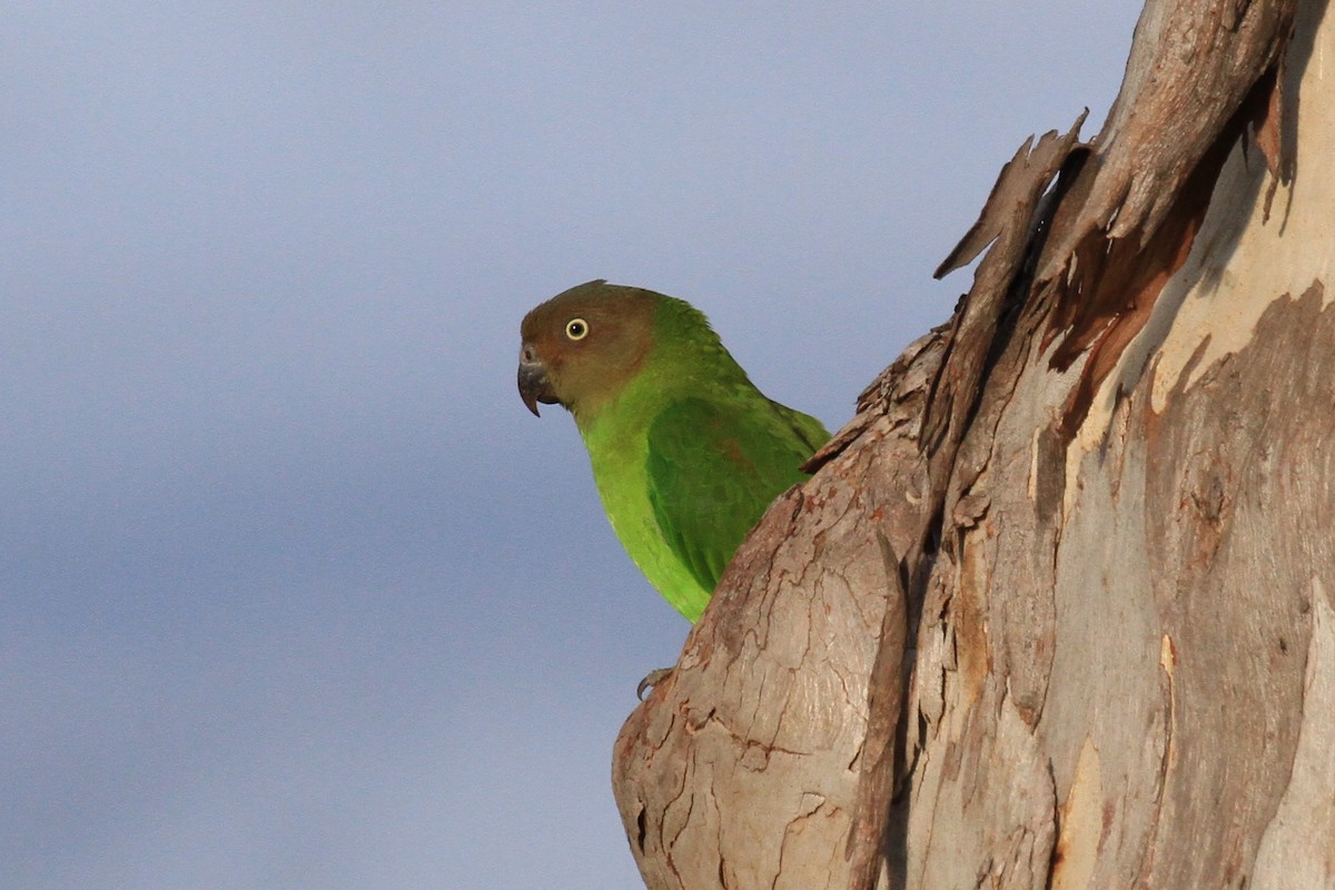 Red-cheeked Parrot - ML128930471