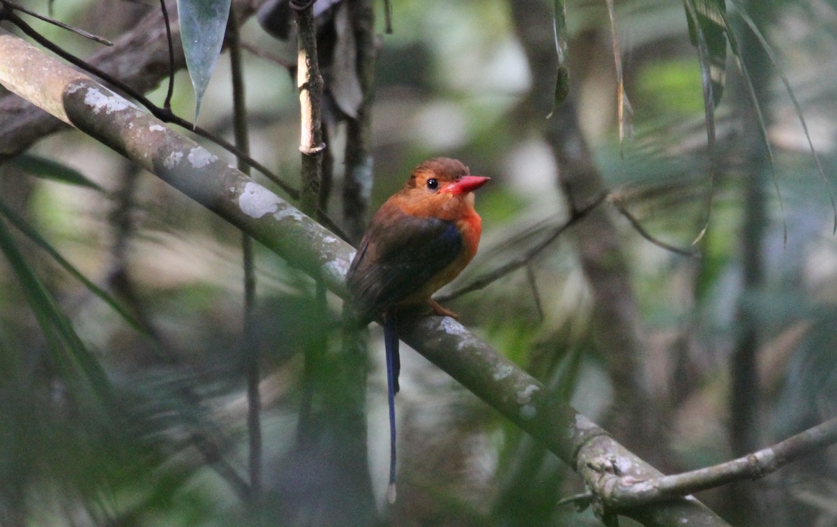 Brown-headed Paradise-Kingfisher - ML128930511