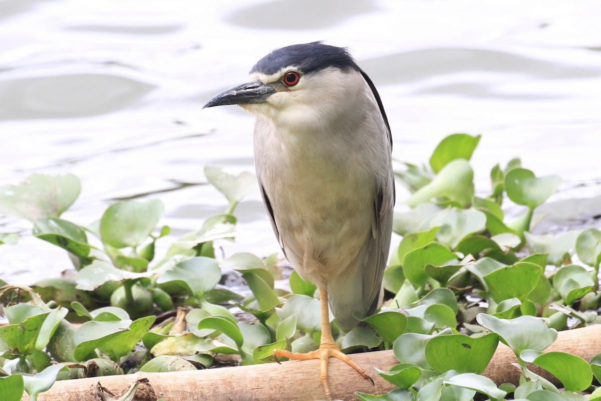 Black-crowned Night Heron - ML128930851