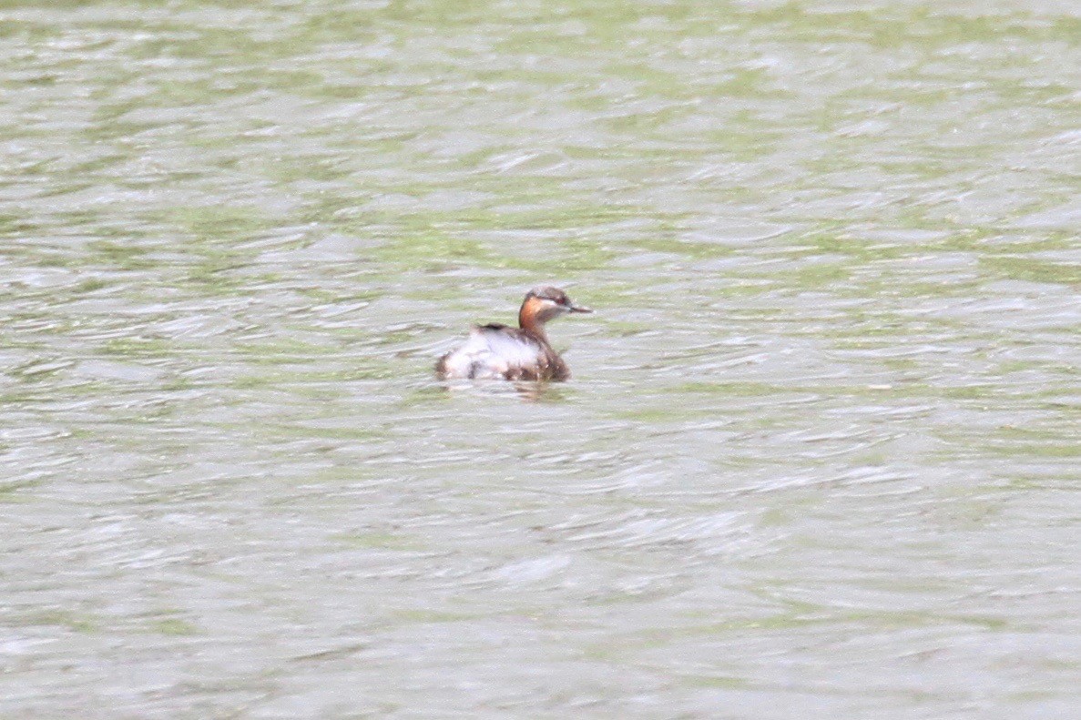 Madagascar Grebe - Charles Davies