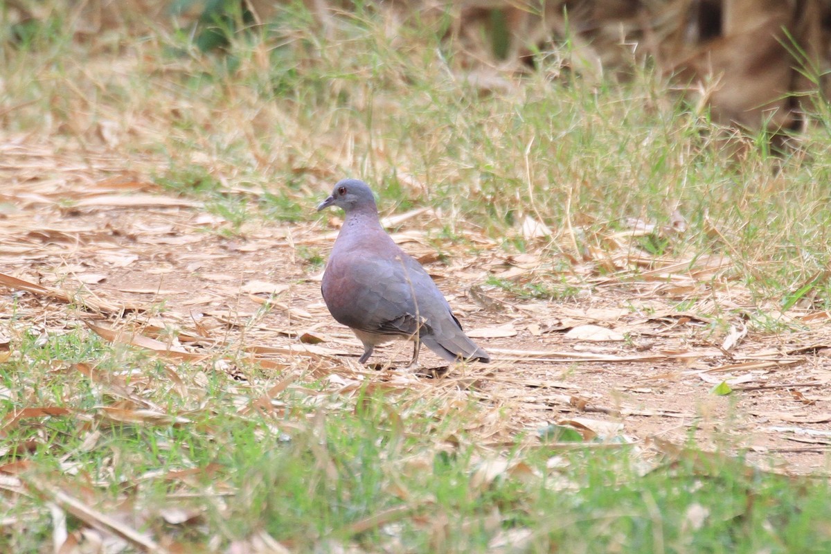 Tórtola Malgache - ML128930921