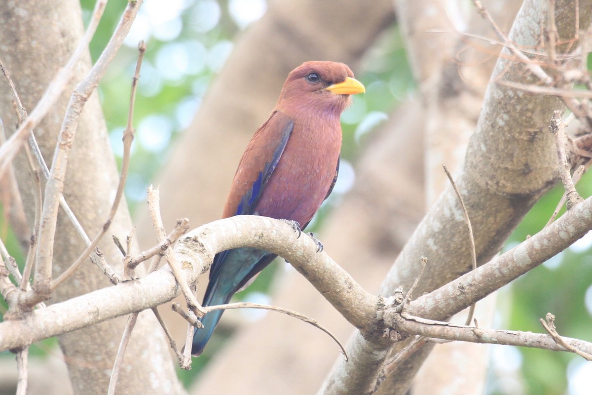 Broad-billed Roller - Charles Davies